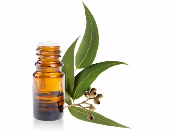 Eucalyptus Oil