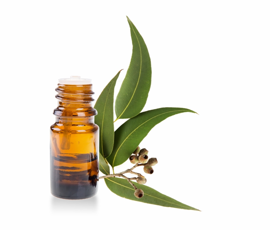 Eucalyptus Oil